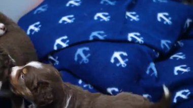 İki köpek yavrusu mavi bir battaniyede birbirleriyle oynuyorlar..