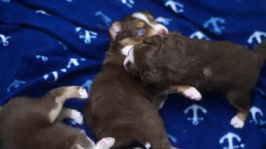 Üç köpek yavrusu mavi bir battaniyede oynuyorlar. Yavrulardan birinin gözü mavi. Yavruların hepsi kahverengi ve beyaz..