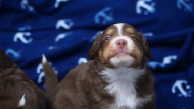 Bir köpek yavrusu, çapa desenli mavi bir battaniyenin üzerinde oturuyor. Yavru köpeğin mavi bir gözü var ve kameraya bakıyor..