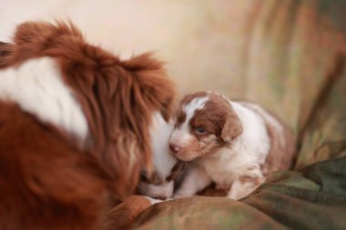 Kahverengi ve beyaz köpek bir yavruyu emziriyor. Anne köpek kanepede yatıyor.
