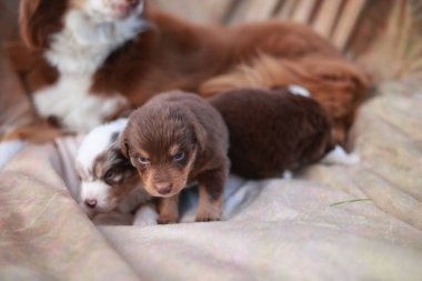 Üç köpek yavrusu bir battaniyenin üzerinde yatıyor, bunlardan biri kahverengi ve beyaz. Yavruların hepsi çok tatlı ve birbirlerine eşlik etmekten hoşlanıyorlar.