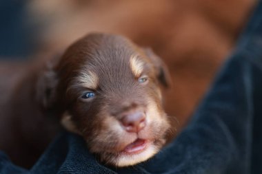 Yavru köpek battaniyenin üzerinde uyuyor. Köpek yavrusu kahverengi ve beyazdır. Battaniye siyah.
