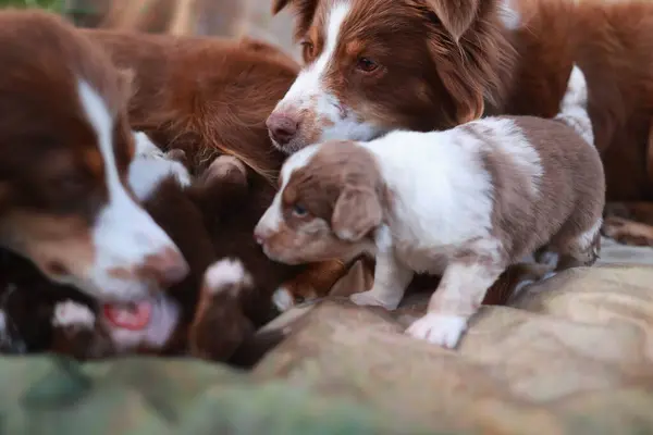 Bir grup köpek battaniyeye uzanmış, bir tanesi de yavru köpek. Yavrular birbirlerine sarılıp oynuyorlar. Sıcak ve sevgi dolu bir ortam yaratıyorlar.