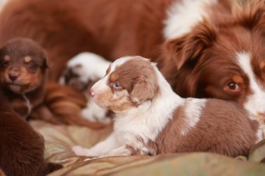 Küçük kahverengi ve beyaz köpek diğer köpeklerle birlikte bir yatakta uzanıyor. Sahne rahat ve huzurlu.