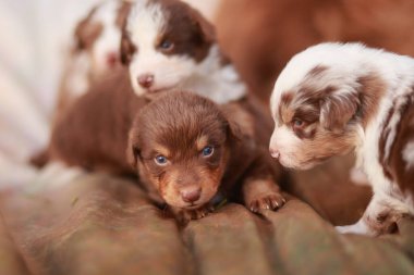 Yavru köpekler kahverengi bir yüzeye yayılmışlar. Yavrulardan birinin gözü mavi.