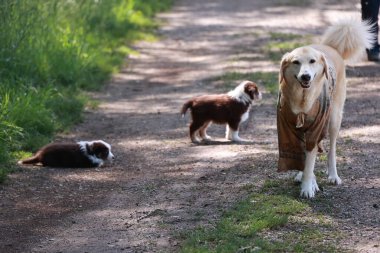 Köpek, arkasında iki köpekle birlikte toprak bir yolda yürüyor. Köpek kahverengi bir bandana takıyor.