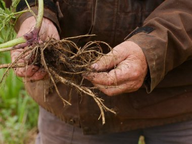 Adam elinde bir sürü bitki kökü tutuyor. Doğal dünya için merak ve takdir kavramı. Erkeklerin elleri kir içinde.