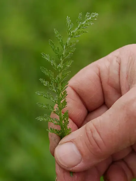 Yapraklı yeşil bir bitkiyi tutarken. Yaprak uzun ve incedir, ve el dokunuşunu göstermek için onu tutar.