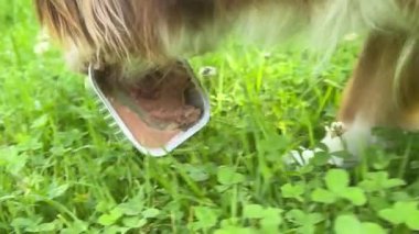 Çimenli bir alanda köpek kuyruğu gösterilir. Kuyruğu kahverengi ve beyazdır ve kıvrılmıştır. Görüntü huzurlu ve sakin, çünkü köpek doğal bir ortamda ve rahatlamış.