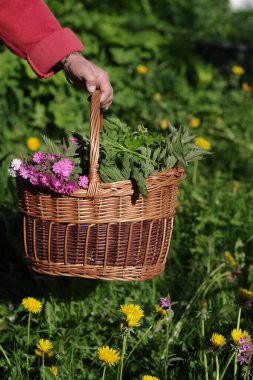 Bir insan tarlada çiçek ve otlarla dolu bir sepet tutuyor. Sepet örüldü ve sapı var. Çiçekler pembe ve bitkiler yeşil. Huzurlu ve huzurlu bir sahne.