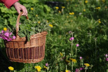 Bir sepet dolusu çiçek ve bitki tarlada bir insan tarafından tutuluyor. Sepet, bazıları mor ve sarı olmak üzere çeşitli bitkilerle dolu.
