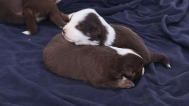 Bir grup köpek yavrusu mavi bir battaniyenin üzerinde uyuyor. Yavrular kahverengi ve beyaz.