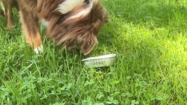 Köpek çimenli bir alanda plastik bir kabın içinden yemek yiyor. Köpek yemeğin tadını çıkarıyor gibi görünüyor.