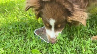 Köpek otlak bir bölgedeki bir kaseden yemek yiyor. Köpek yemeğin tadını çıkarıyor gibi görünüyor.