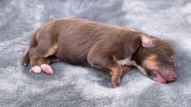 Kahverengi köpek battaniyenin üzerinde uyuyor. Yavru köpek küçük ve kahverengi ve beyaz bir paltosu var.