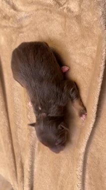 Kahverengi köpek yavrusu bir battaniyenin üzerinde yatıyor. Yavru köpek küçük ve pembe bir burnu var. Battaniye kahverengi ve bulanık bir dokusu var.