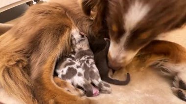 Anne köpek yavrularını emziriyor. Yavrular küçük ve kahverengidir. Anne köpek bir halıya uzanıyor.