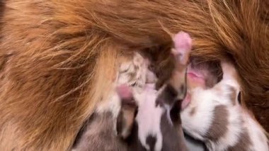 Anne köpek yavrularını emziriyor. Yavrular küçük ve kahverengi.