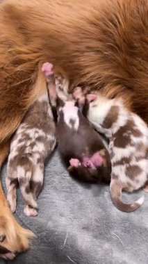 Anne köpek yavrularını emziriyor. Yavruların hepsi farklı renk ve boyutlarda.