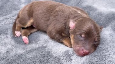 Kahverengi köpek battaniyenin üzerinde uyuyor. Yavru köpek küçük ve pembe bir burnu var. Battaniye gri ve köpek yavrusu üzerinde yatıyor.