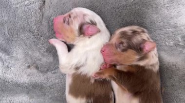 İki köpek yavrusu battaniyenin üzerinde uyuyor. Biri kahverengi ve beyaz, diğeri kahverengi ve siyah.