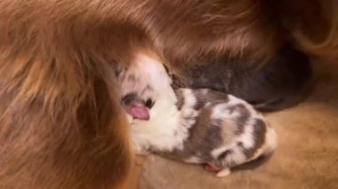 Anne köpek yavrularını emziriyor. Yavrulardan biri uyurken diğeri emziriyor.