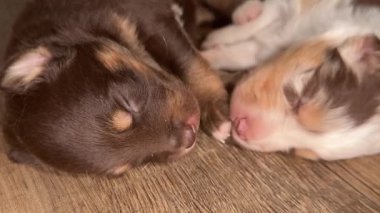İki köpek yavrusu tahta bir zeminde uyuyor. Biri kahverengi ve diğeri beyaz. Birbirlerine sokulmuşlar ve çok rahat görünüyorlar.