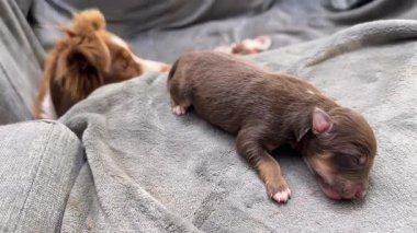 Yavru köpek battaniyenin üzerinde uyuyor. Köpeğe bir köpek bakıyor. Yavru köpek kahverengi ve beyaz