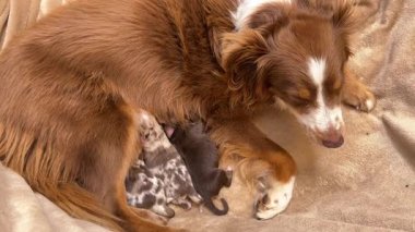 Anne köpek yavrularıyla birlikte bir kanepede yatıyor. Yavrular küçük ve annelerinden emziriyorlar.