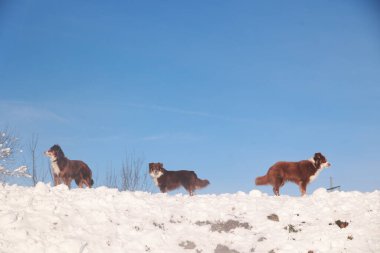 Karlı bir tepede üç köpek yürüyor. Gökyüzü açık ve mavi. Köpekler kahverengi ve beyaz.. .