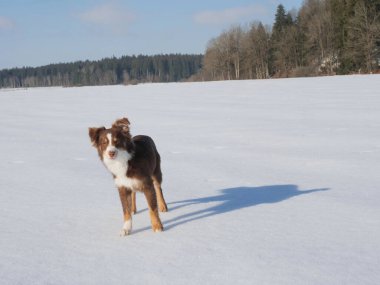 Köpek karın üzerinde duruyor, kameraya bakıyor. Sahne huzurlu ve huzurlu, resimde yaşayan tek canlı köpek.