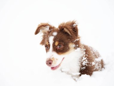 Kahverengi ve beyaz köpek karda yatıyor. Köpek gülümsüyor ve karın tadını çıkarıyor.