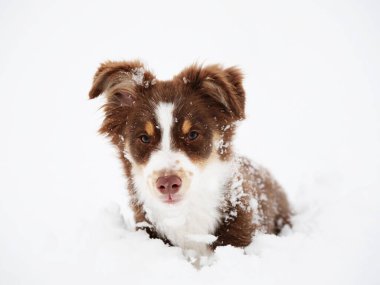 Kahverengi ve beyaz köpek karda yatıyor. Köpek tuhaf bir ifadeyle kameraya bakıyor.