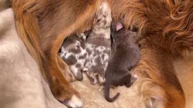 Anne köpek yavrularını emziriyor. Yavrular küçük ve kahverengidir. Anne köpek bir yatakta yatıyor.