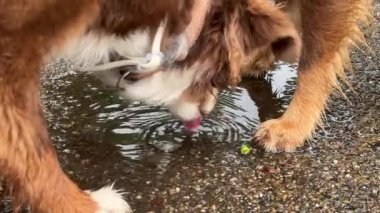 İki köpek yağmurda oynuyor, biri su birikintisinden su içiyor. Sahne neşeli ve neşeli. Köpekler yağmurlu koşullara rağmen eğleniyor gibi görünüyor.