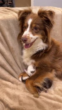 Kahverengi ve beyaz köpek kucağında yavru bir köpekle bir kanepede oturuyor. Sahne sıcak ve rahat, iki köpek kameraya bakıyor.