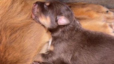 Yavru köpek annesinden emziriyor. Yavru köpek kahverengi ve beyaz