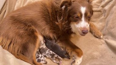 Kahverengi ve beyaz köpek, sırtında yavru bir köpekle bir kanepede yatıyor. Anne köpek kameraya bakıyor ve çok mutlu.