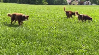 Otlak bir alanda üç köpek oynuyor. Köpeklerden biri kahverengi ve beyaz, diğer ikisi de kahverengi.