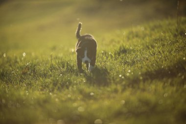 Küçük kahverengi ve beyaz köpek çimenli bir arazide yürüyor. Köpek yere bakıyor, muhtemelen bir şey kokluyor ya da arıyor. Huzurlu ve huzurlu bir sahne.
