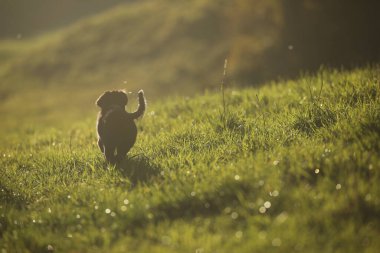 Küçük köpek çimenli bir arazide koşuyor. Köpek kahverengidir ve o eğleniyor. Alan yemyeşil ve yemyeşil. Güneş ışıl ışıl parlıyor. Sıcak ve davetkar bir atmosfer yaratıyor.