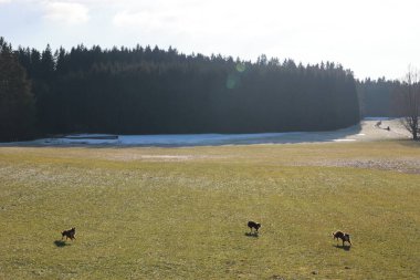 Arka planda ağaçlar olan çimenli bir alanda üç köpek oynuyor. Sahne sakin ve sakin. Köpekler açık alanda koşuyor ve eğleniyor. Güneş parlıyor.. .
