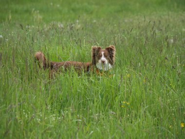 Kahverengi ve beyaz köpek uzun otların arasında duruyor. Köpek kameraya bakıyor, çimenler yeşil ve uzun.