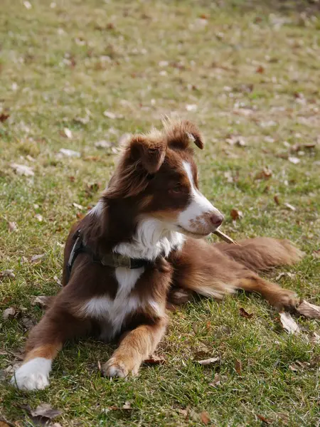 Kahverengi ve beyaz köpek çimlerin üzerinde uzanıyor. Köpek kameraya bakıyor.