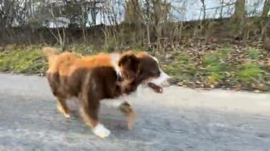 Kahverengi ve beyaz köpek yolda koşuyor. Köpek mutlu ve heyecanlı. Yürüyüşünün tadını çıkarıyor.