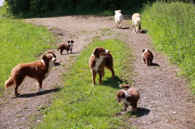 Bir grup köpek yolda yürüyor. Köpekler kahverengi ve beyaz.