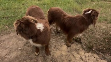 Toprağın üstünde duran iki köpek, birinin tasması var. Köpekler kameraya bakıyor.