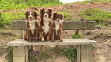 Üç köpek bir bankta oturuyor. Yedek kulübesi ahşap ve kırsal bir görünüşü var. Köpekler kahverengi ve beyaz ve bankta eğleniyor gibi görünüyorlar.