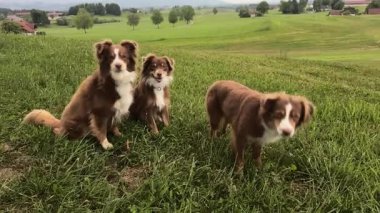 Üç kahverengi ve beyaz köpek otlak bir alanda duruyor. Köpeklerden biri toprağı kokluyor.