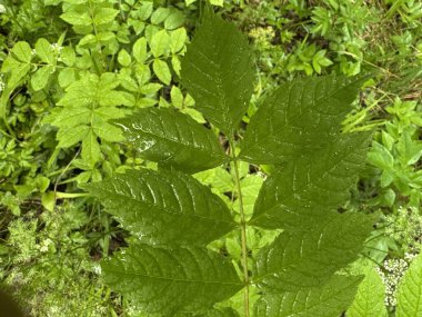 Yapraklı yeşil bitki ve ıslak bir yaprak. Yaprak yeşil ve parlak bir görünüşü var.